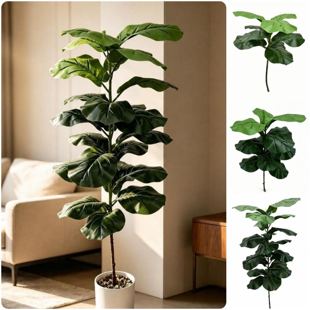 9/15/23 Daun Ficus Lyrata Buat - Ficus Lyrata Tree ulasan dan harga